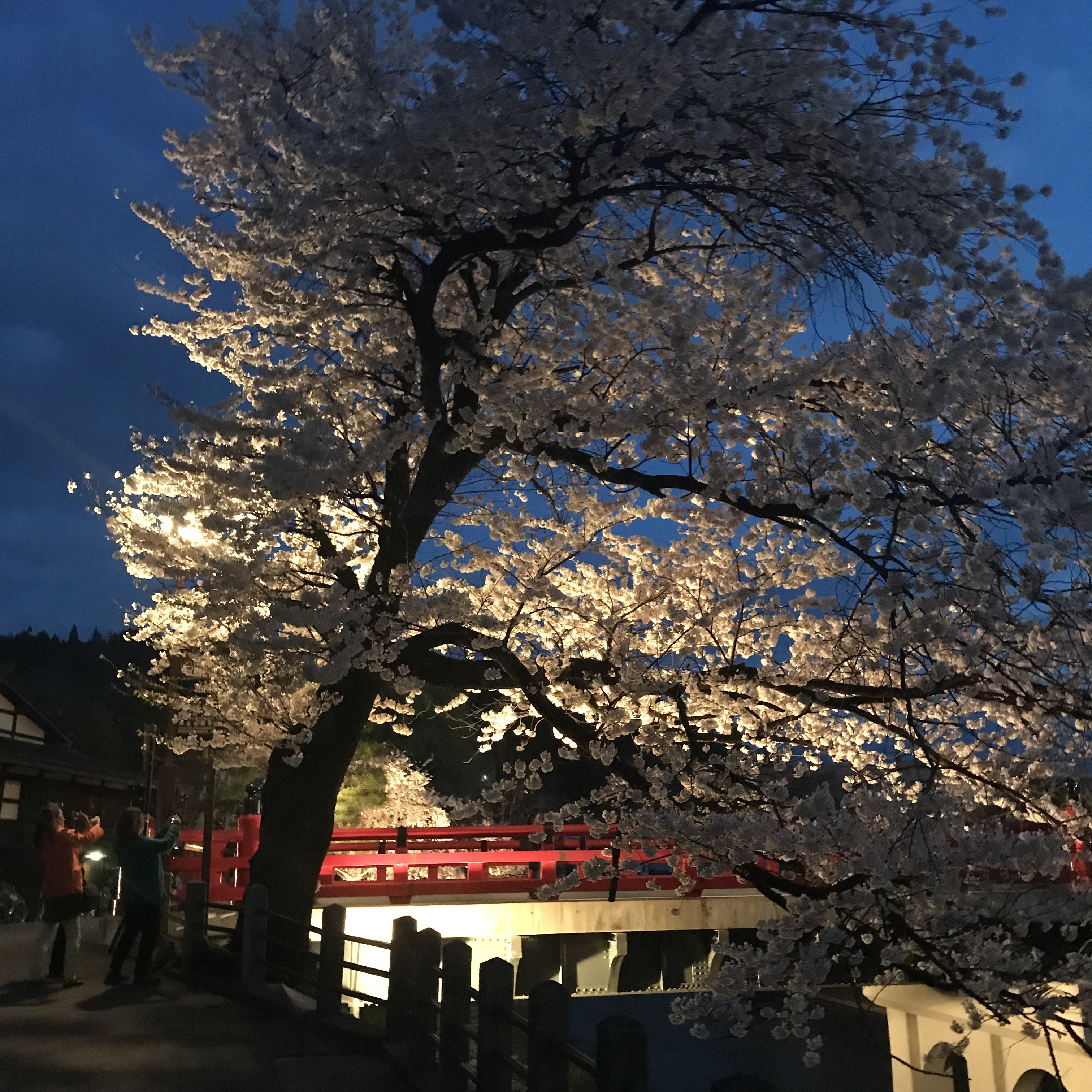 飛騨高山　中橋　夜景　夜桜　絶景