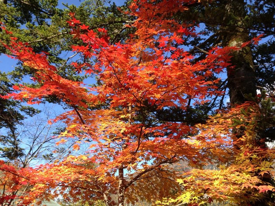 奥飛騨紅葉