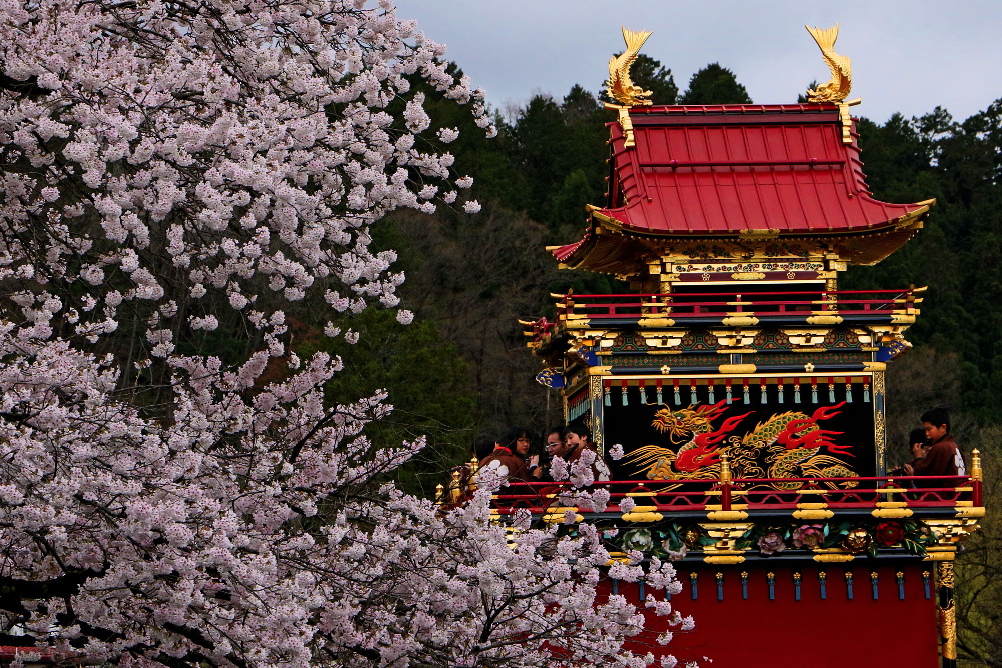 高山祭青龍台と桜