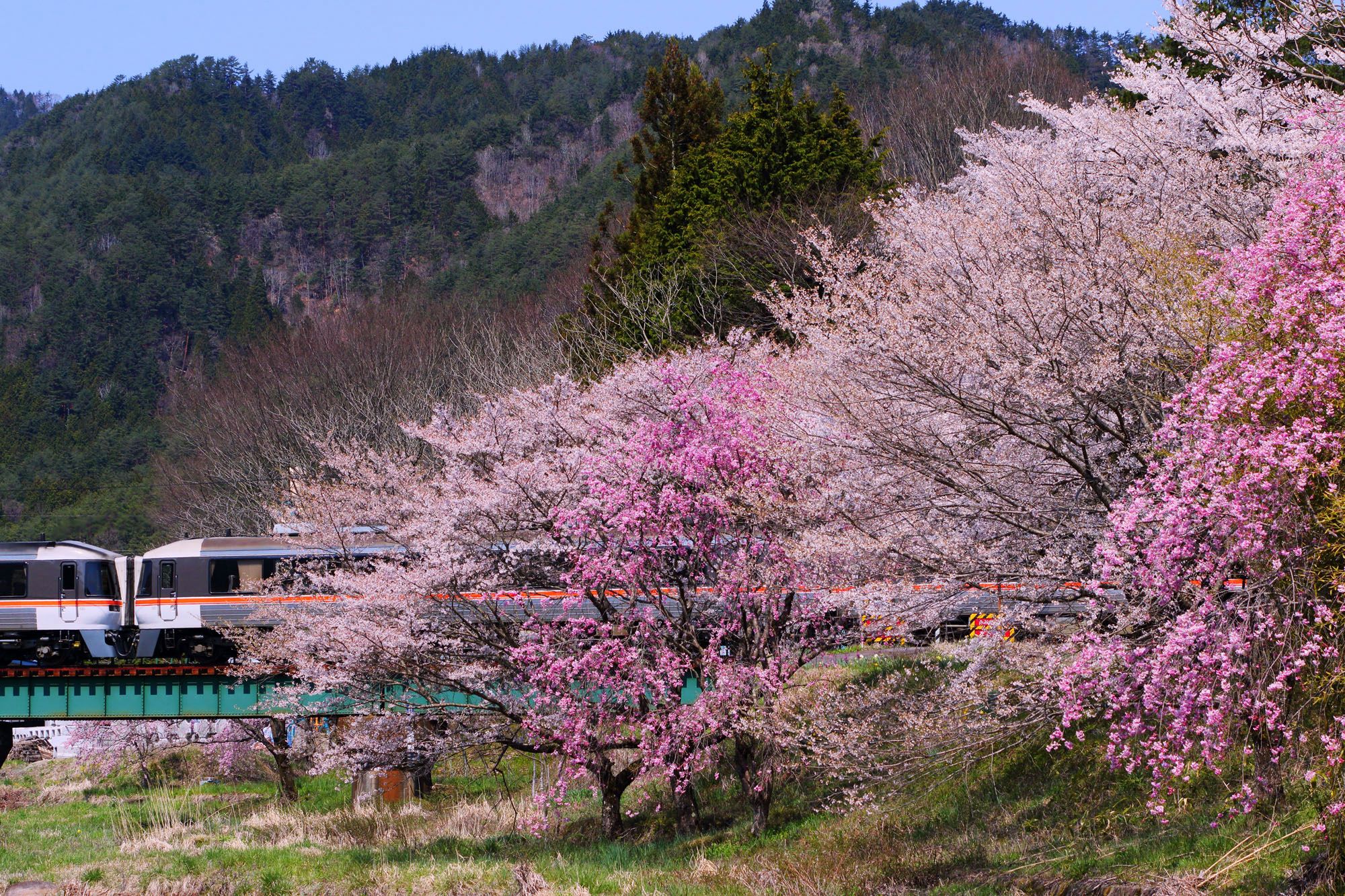 散り際の桜とワイドビューひだ