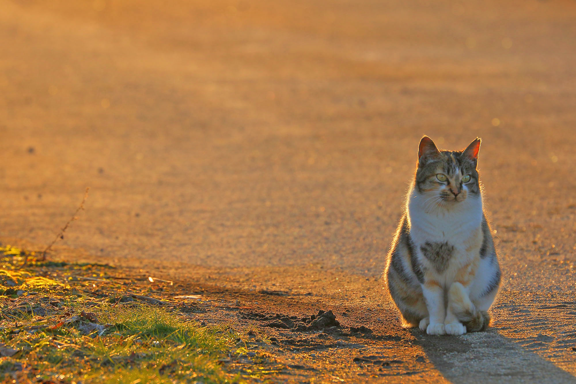 夕方、撮り鉄中にやってきた猫ちゃん♪