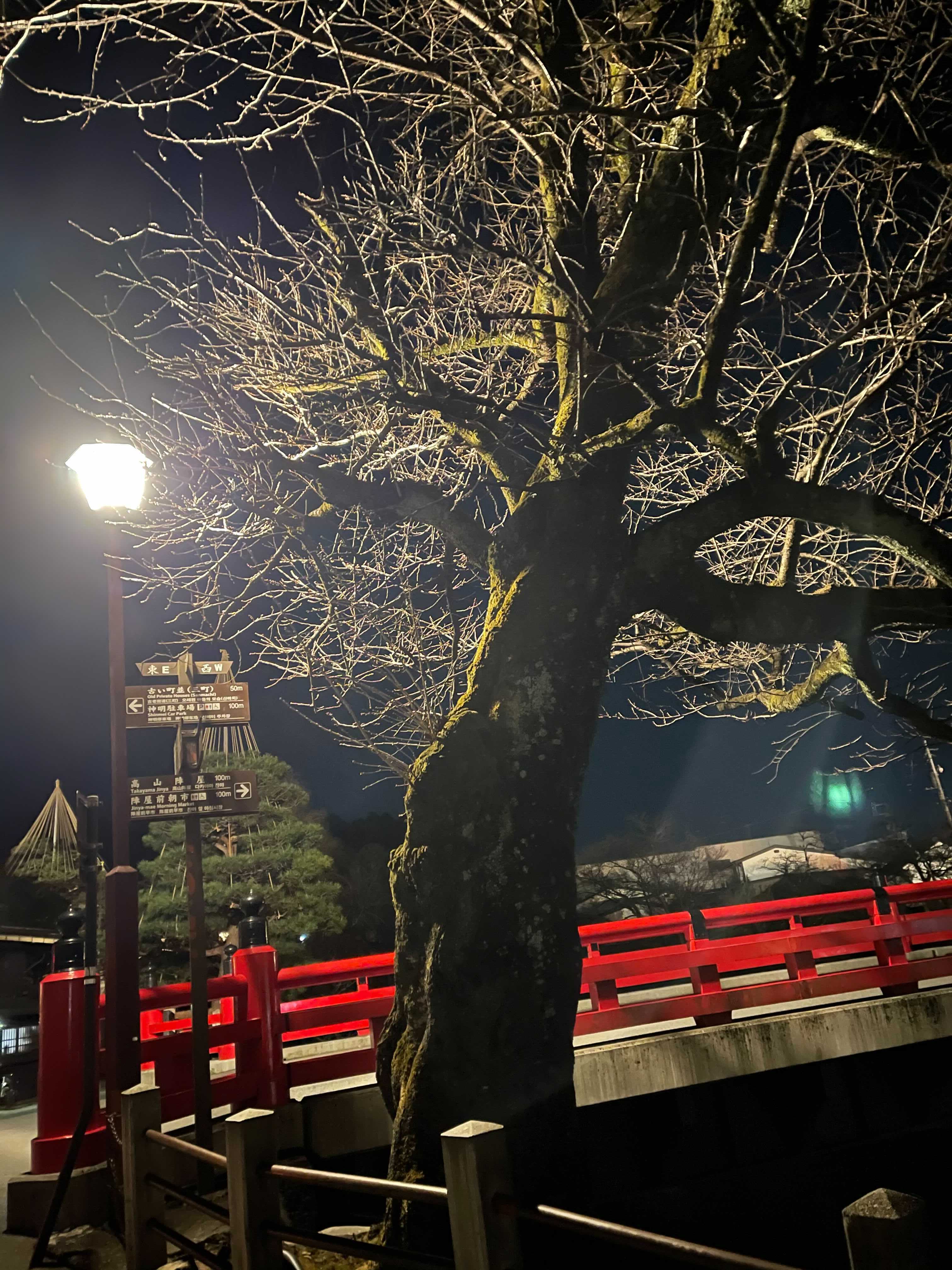 飛騨高山にある中橋の桜の木