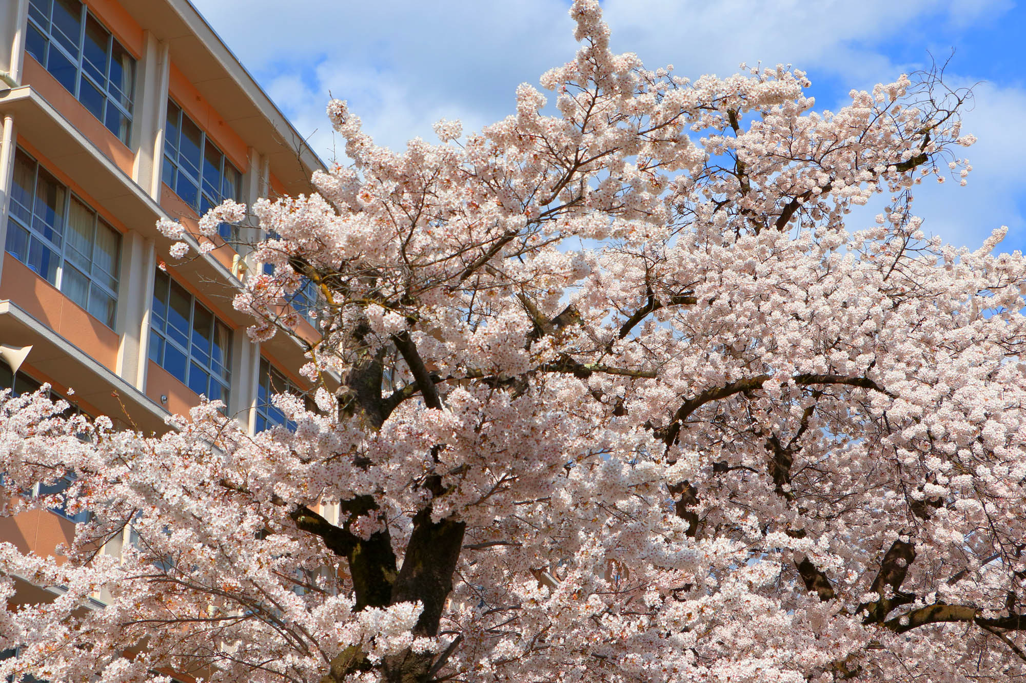 飛騨萩原 益高坂の桜