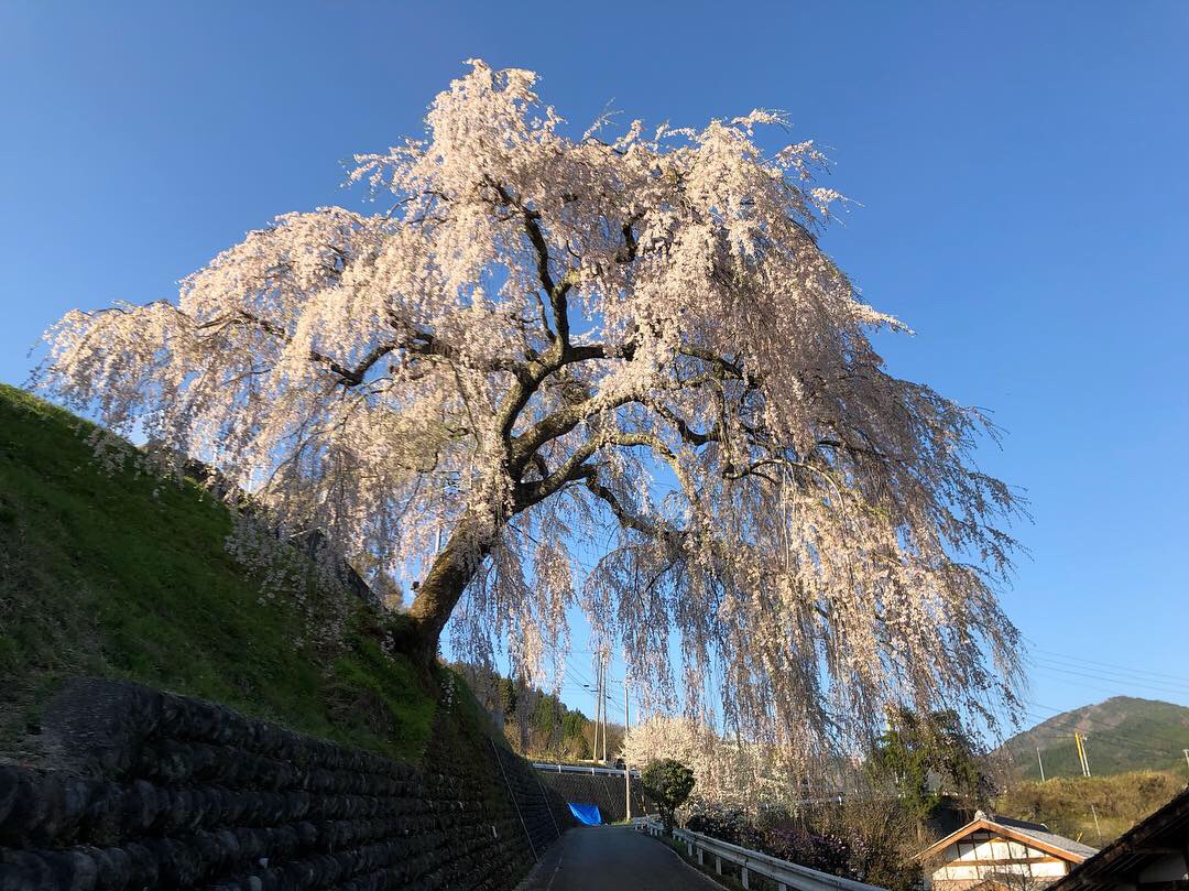 飛騨萩原にある岩太郎のしだれ桜