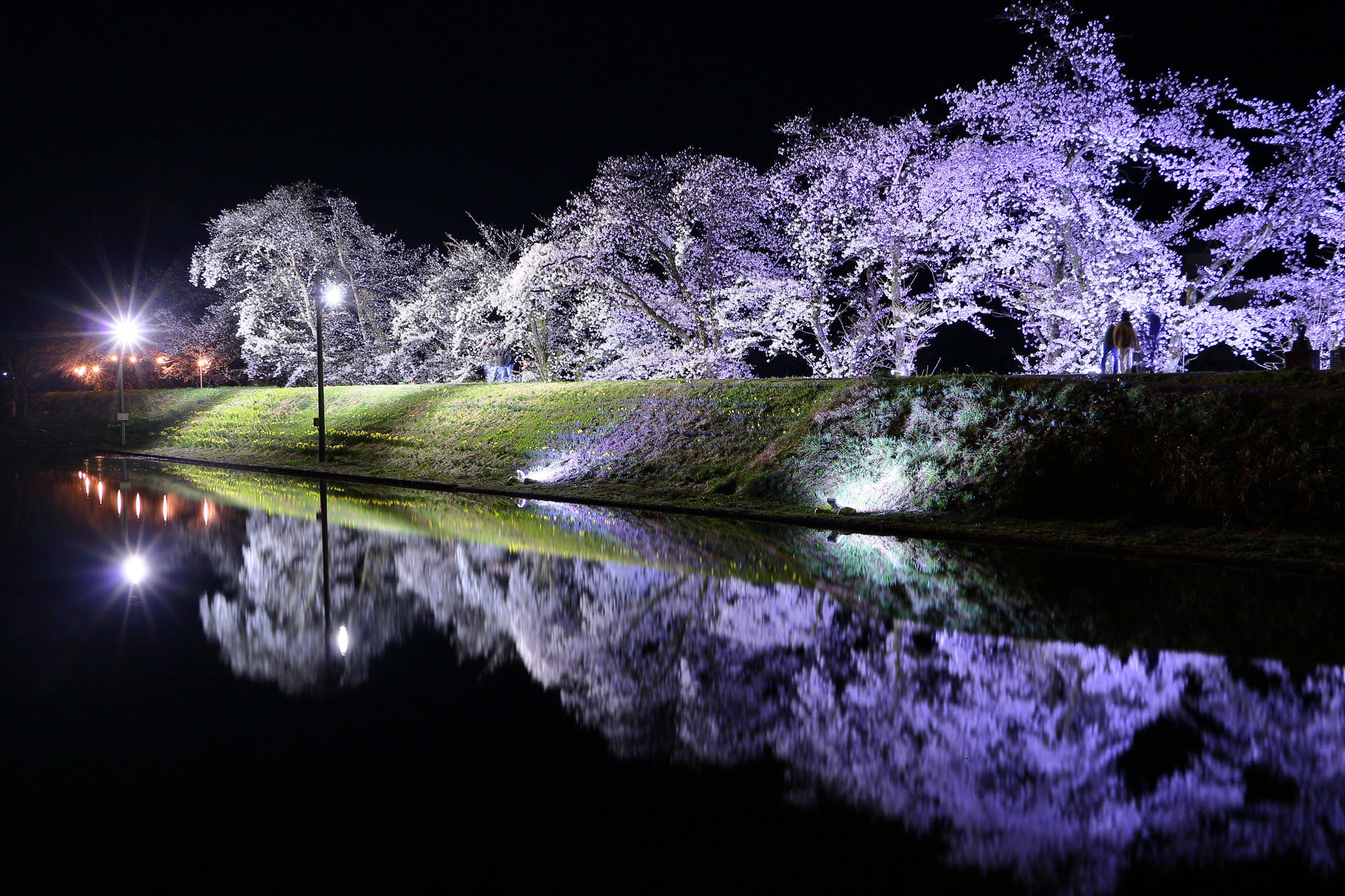 飛騨古川「御所桜」ライトアップの様子