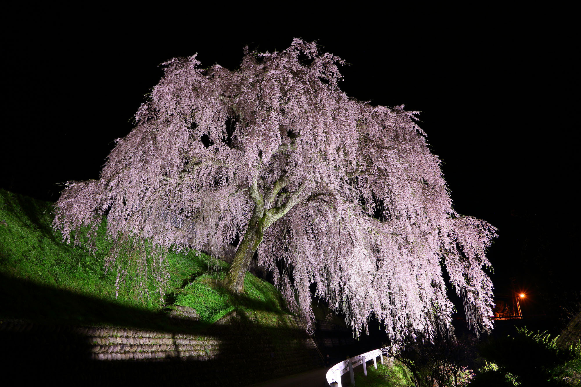 飛騨萩原にある岩太郎のしだれ桜