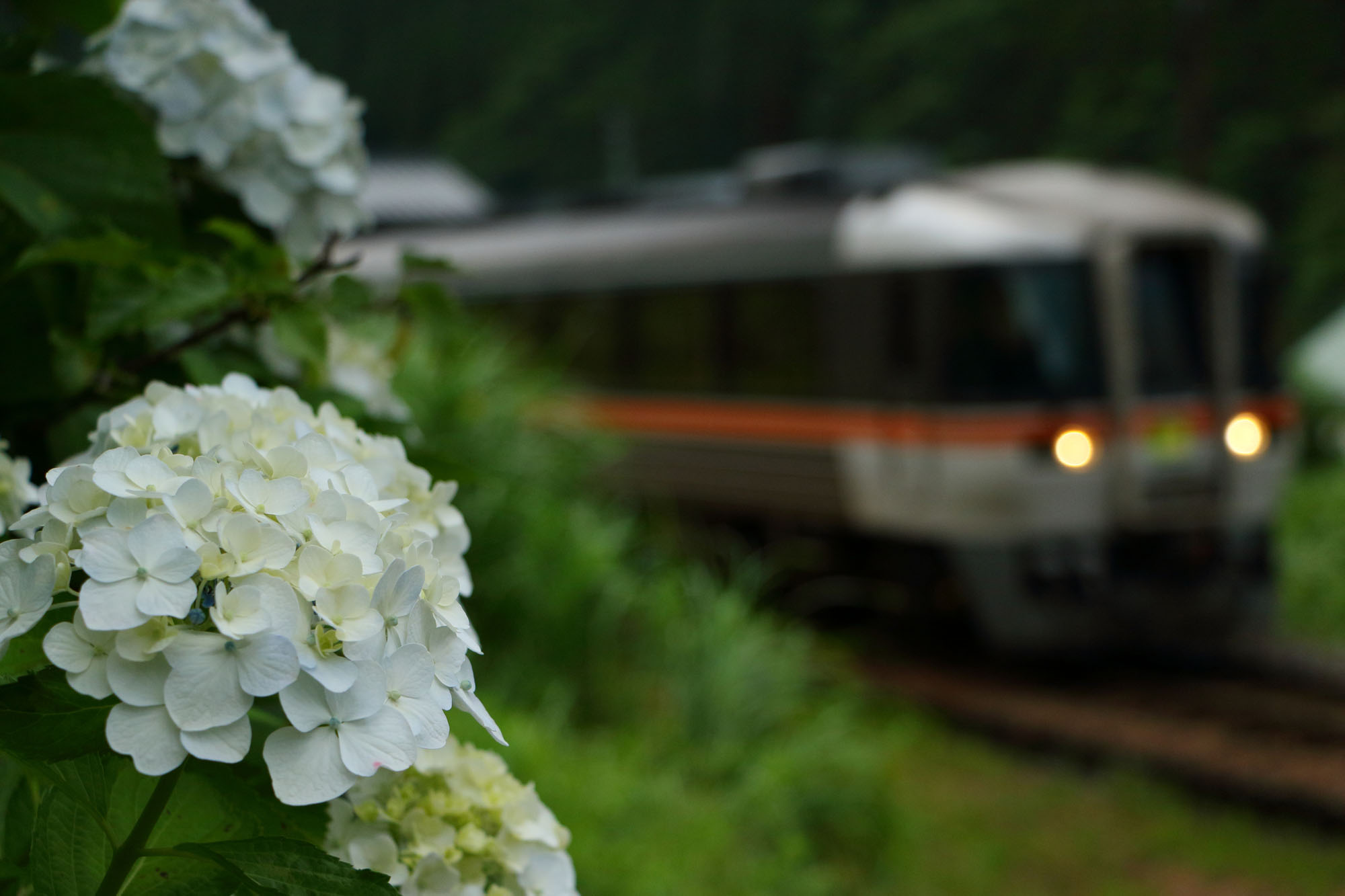 紫陽花と特急ひだ号