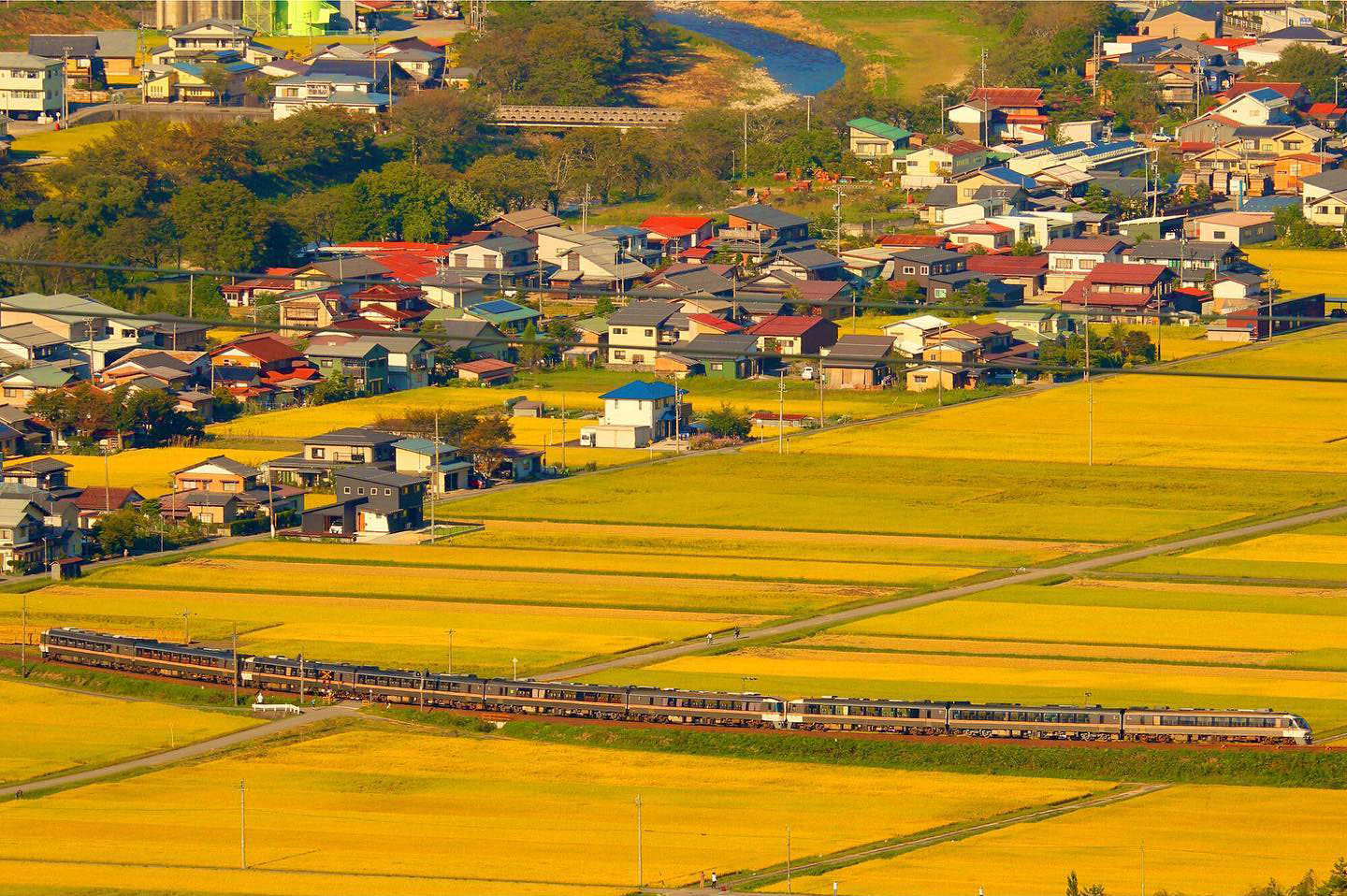 秋の田んぼを走る特急ひだ