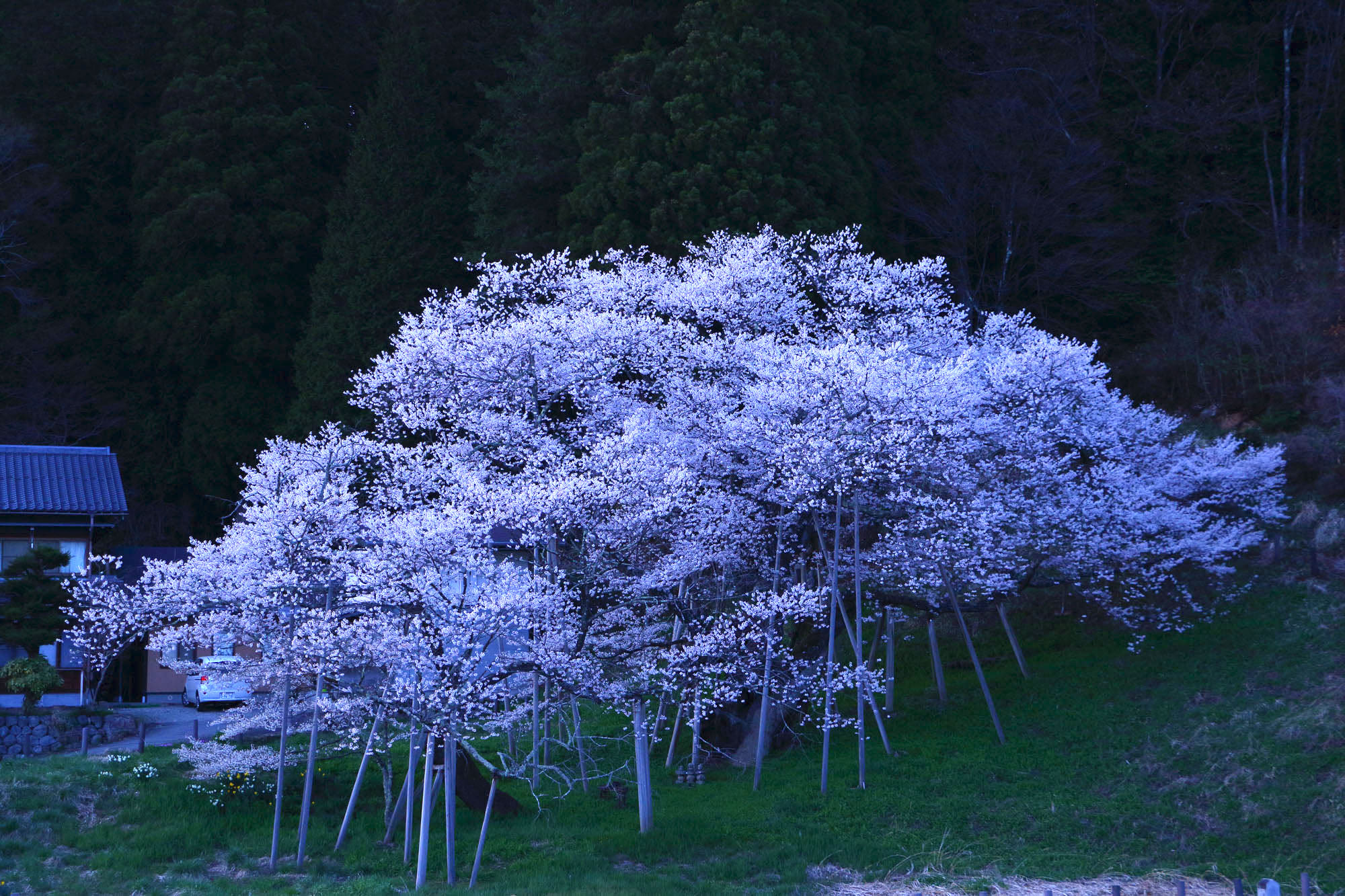 妖艶に咲く臥龍桜