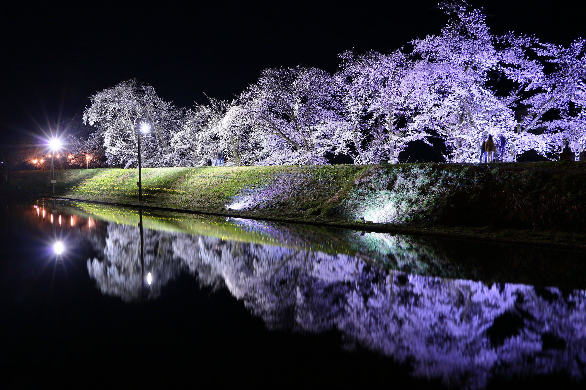 飛騨古川の御所桜