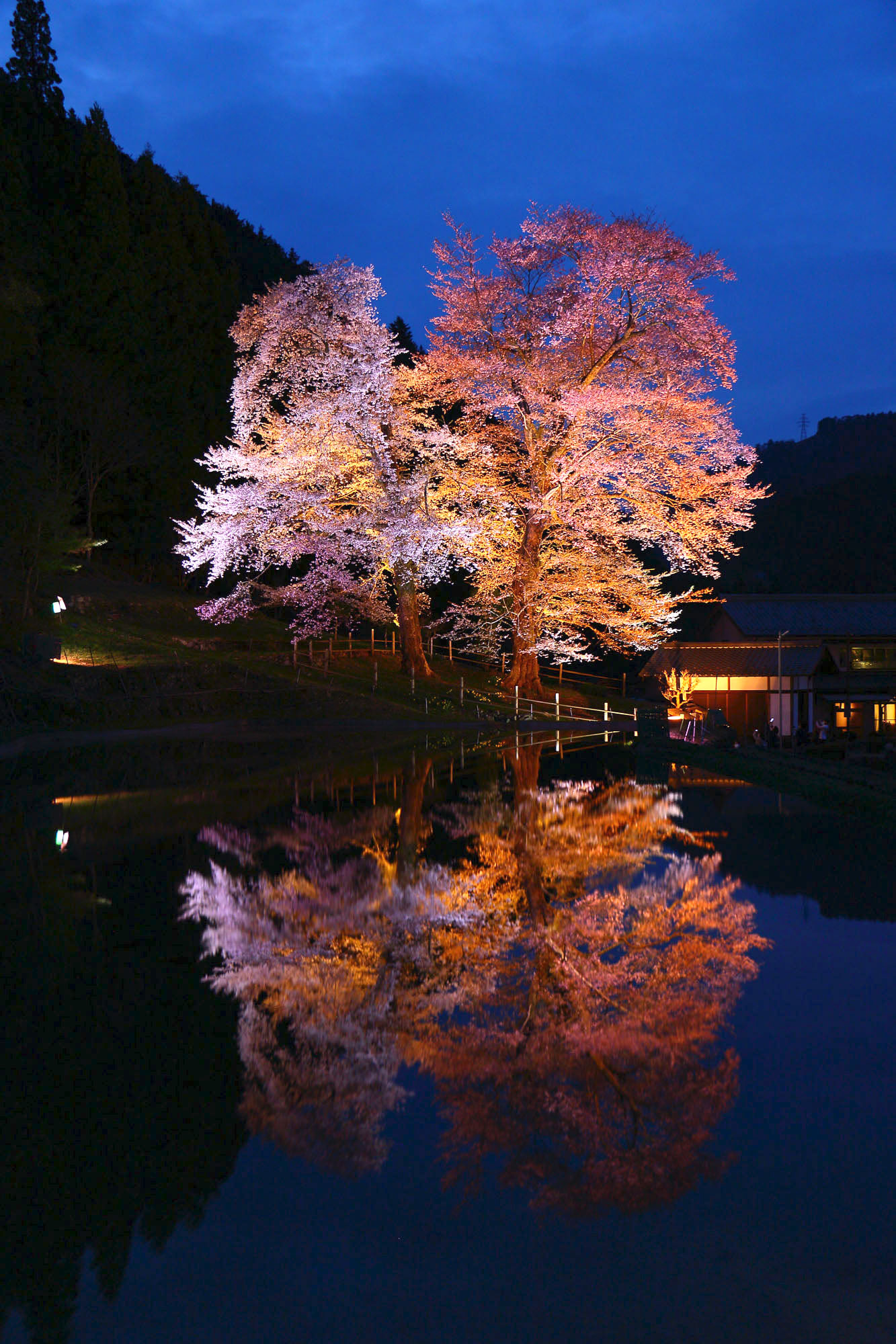 苗代桜、夜のライトアップ