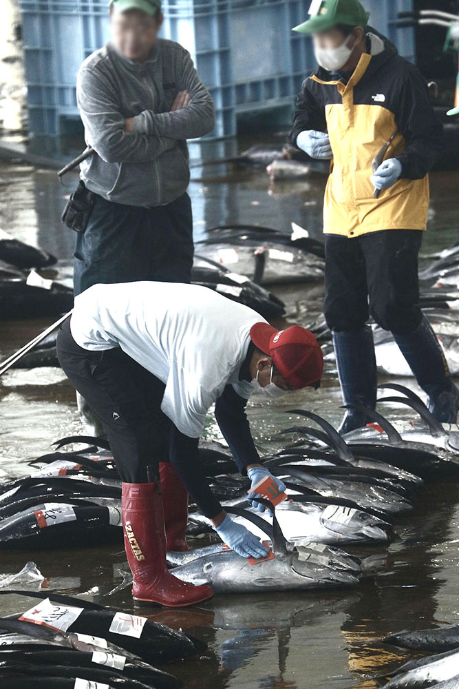 勝浦漁港、マグロが並ぶ