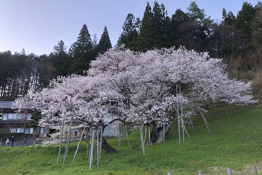 臥龍桜満開！