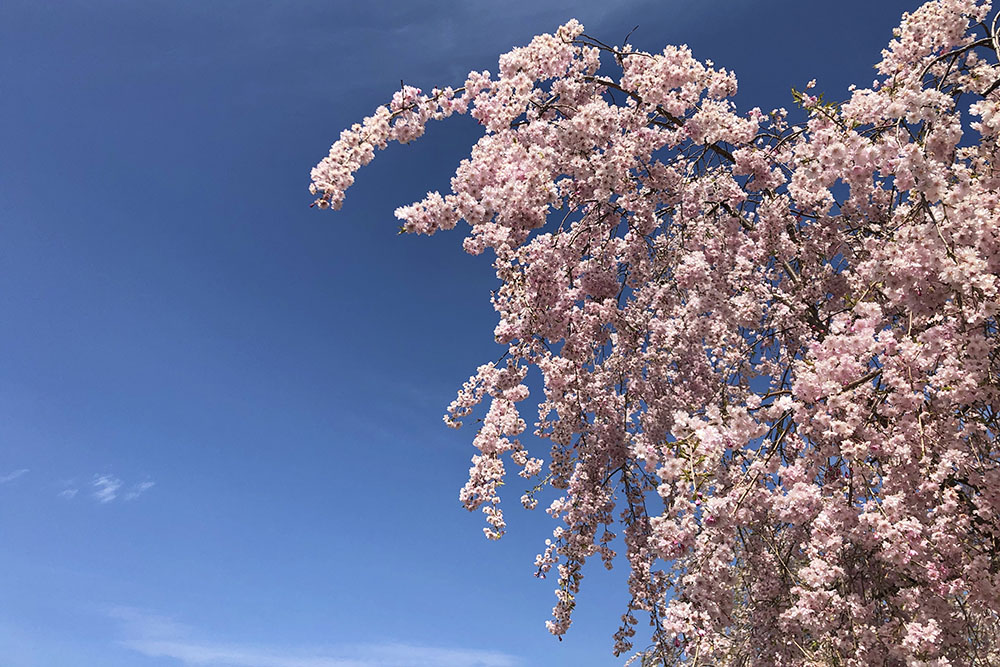 まだまだ咲いている枝垂桜