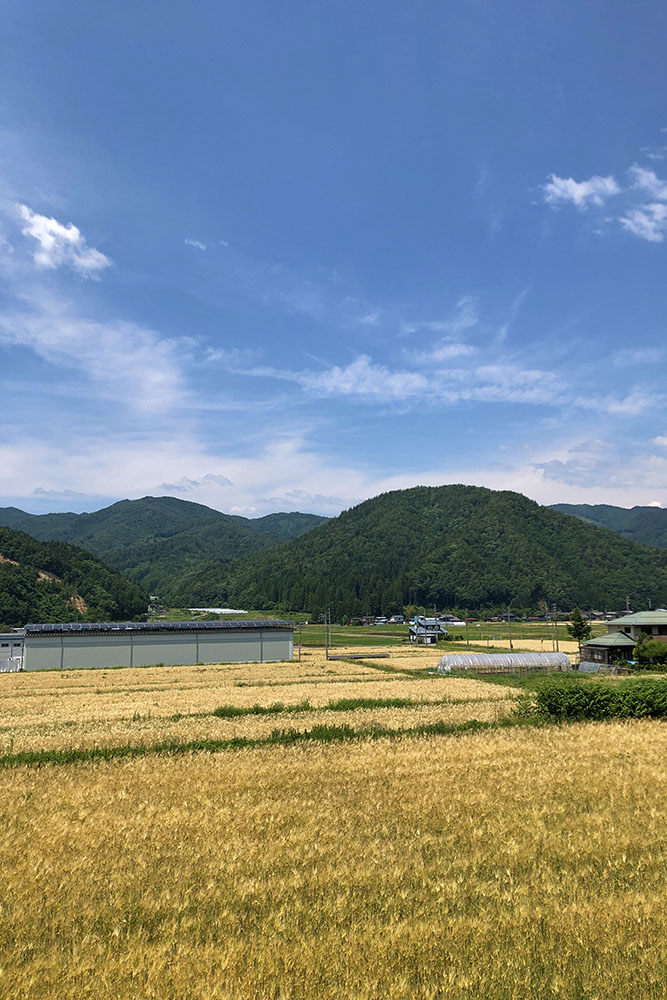 麦畑が広がる