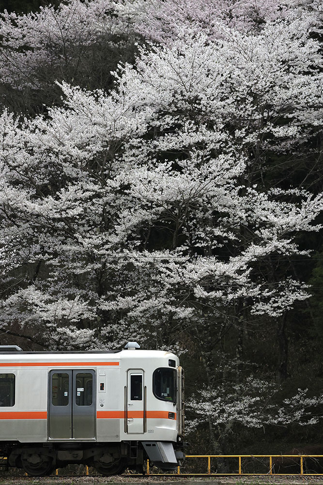 山に咲く桜は美しい