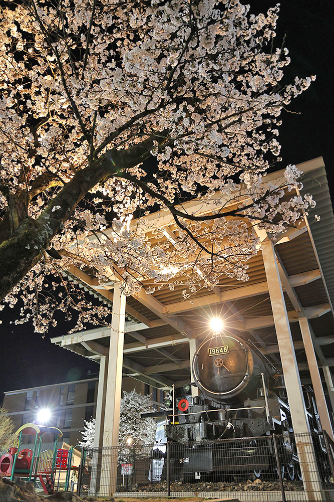 ポッポ公園の桜