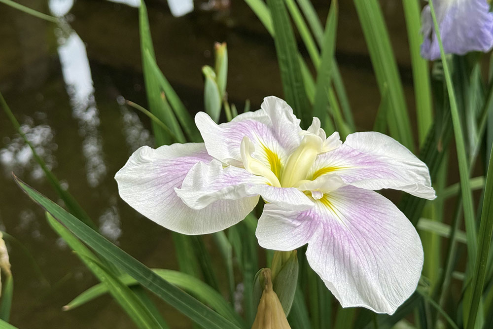 涼やかな花菖蒲