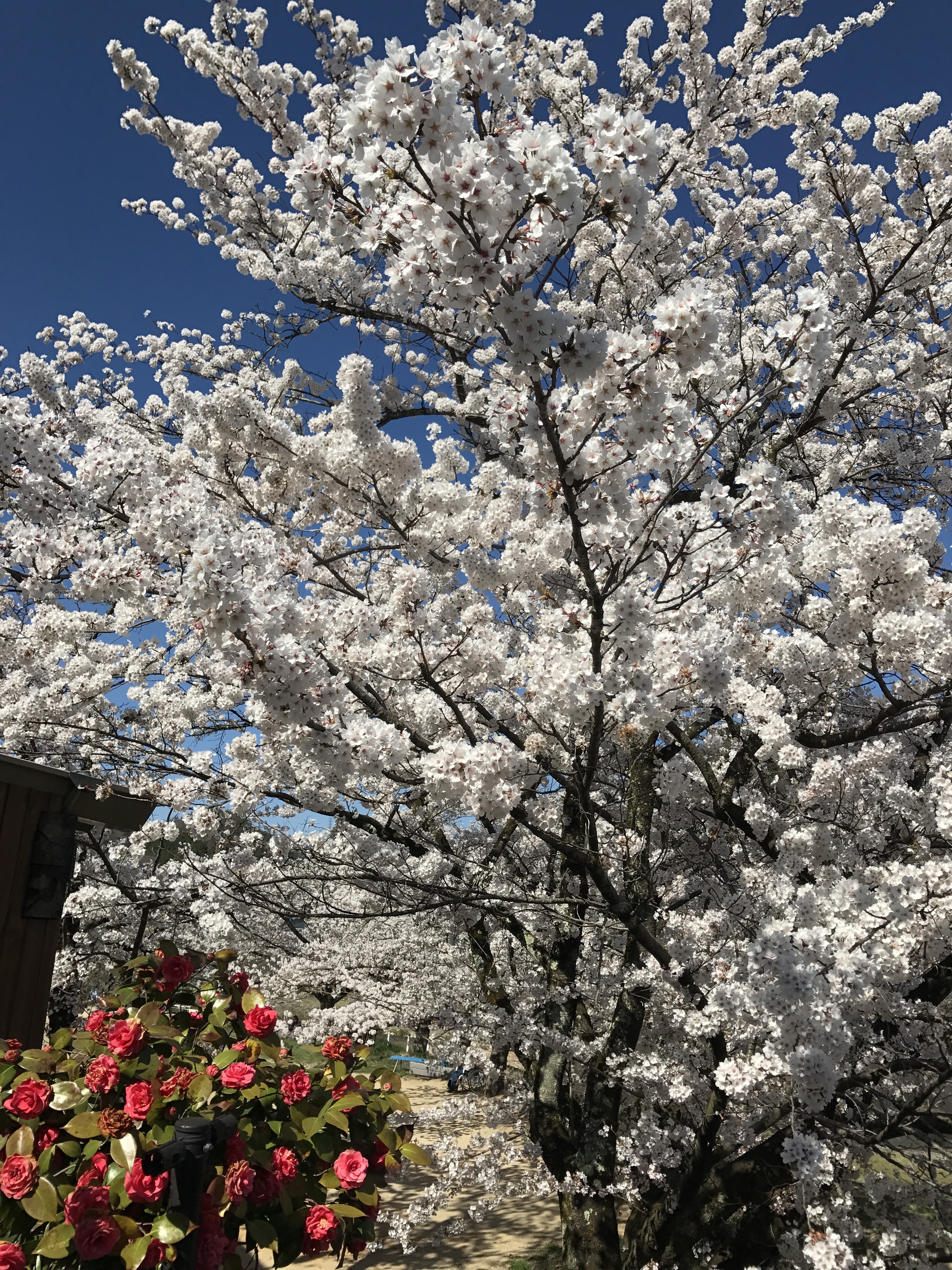 飛騨高山　桜　満開　緑地公園